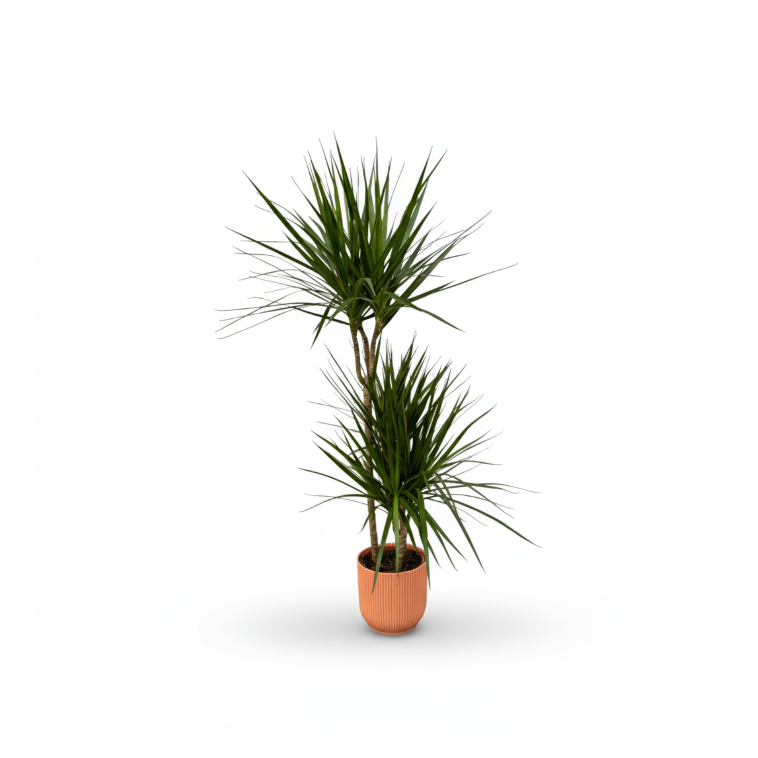 Dracaena Marginata kopen