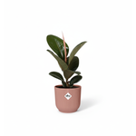 Ficus Elastica kopen