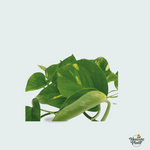 Epipremnum Aureum kopen