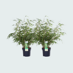 Fargesia rufa - 60cm