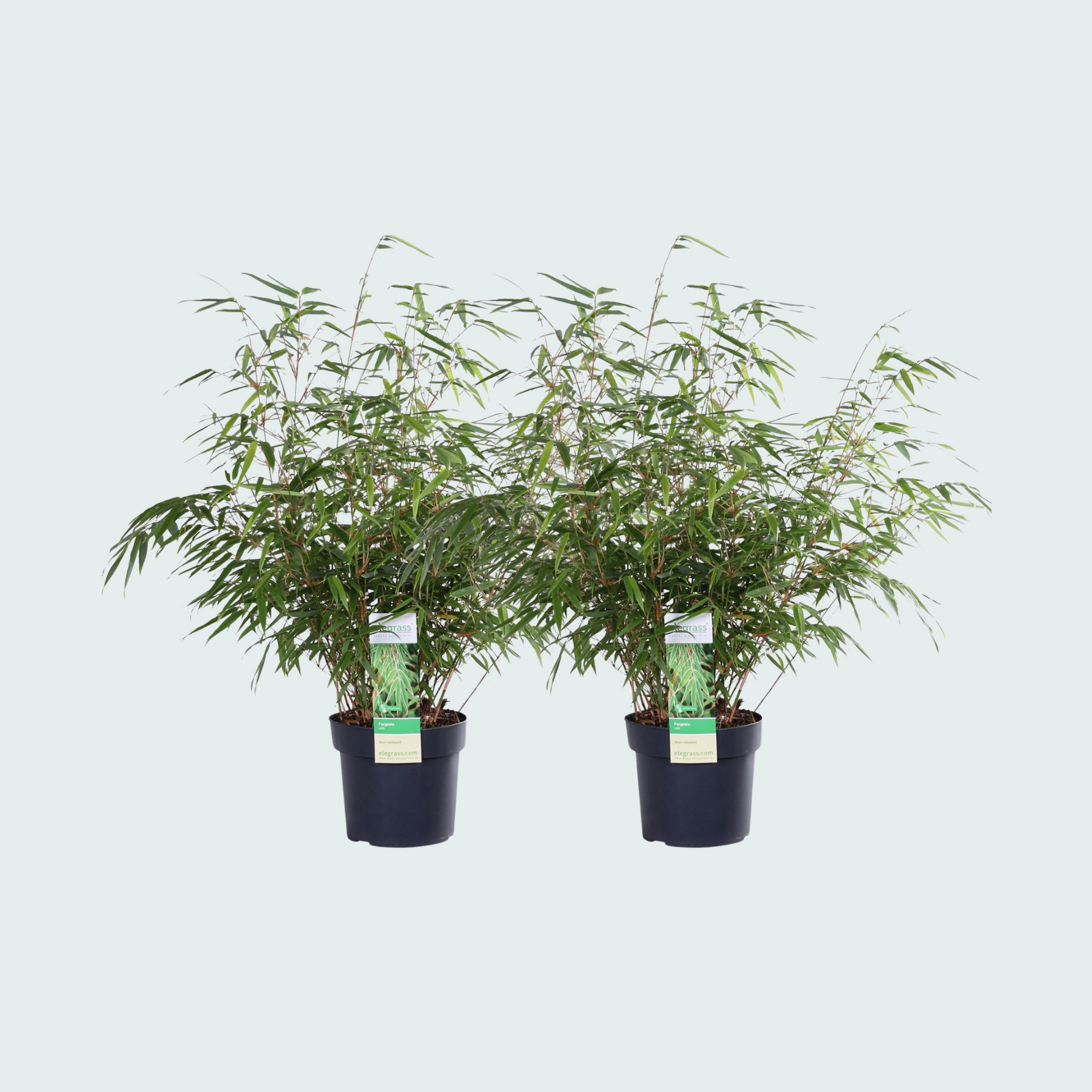 Fargesia rufa - 60cm