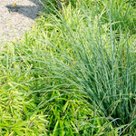 Fargesia rufa - 60cm