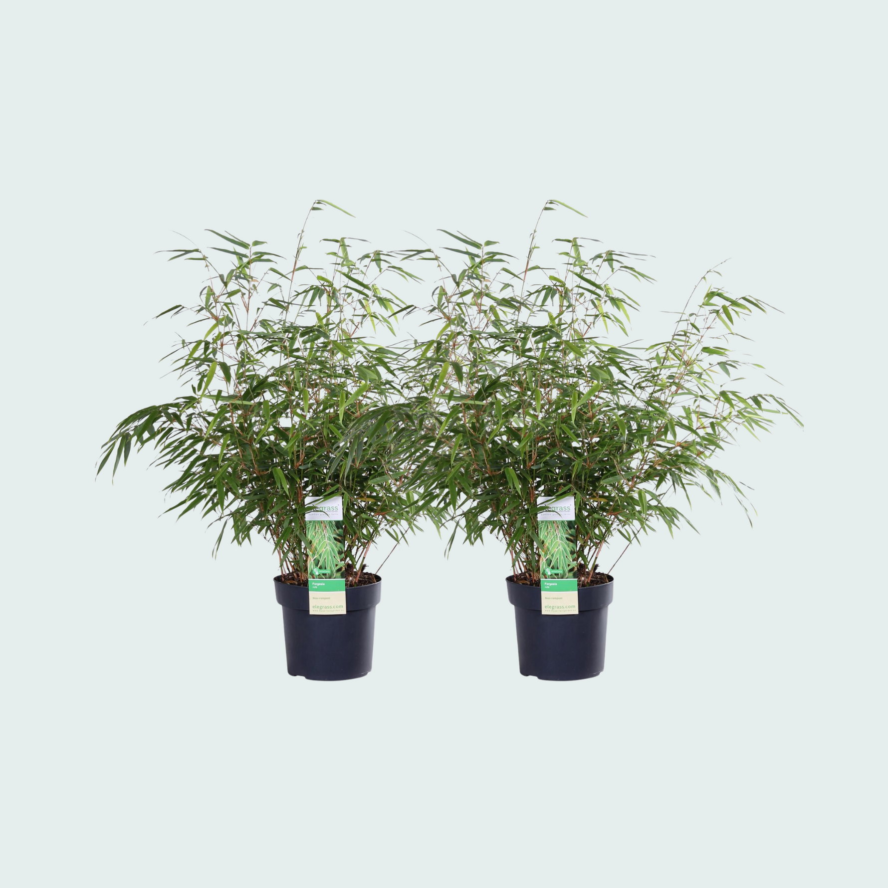 Fargesia rufa - 80cm