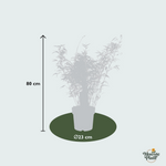 Fargesia rufa - 80cm