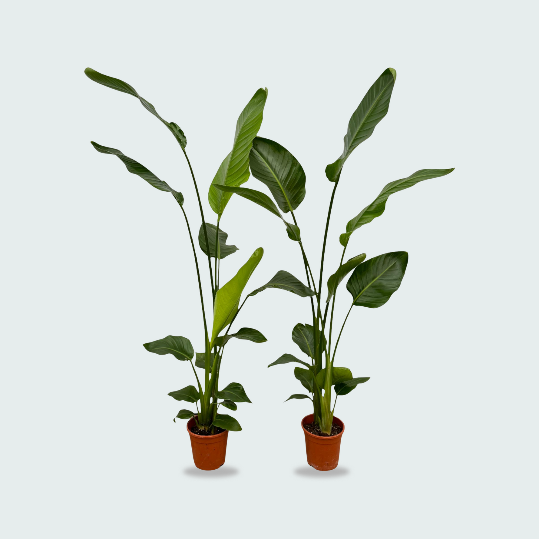 Strelitzia Nicolai kopen