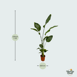 Strelitzia Nicolai kopen