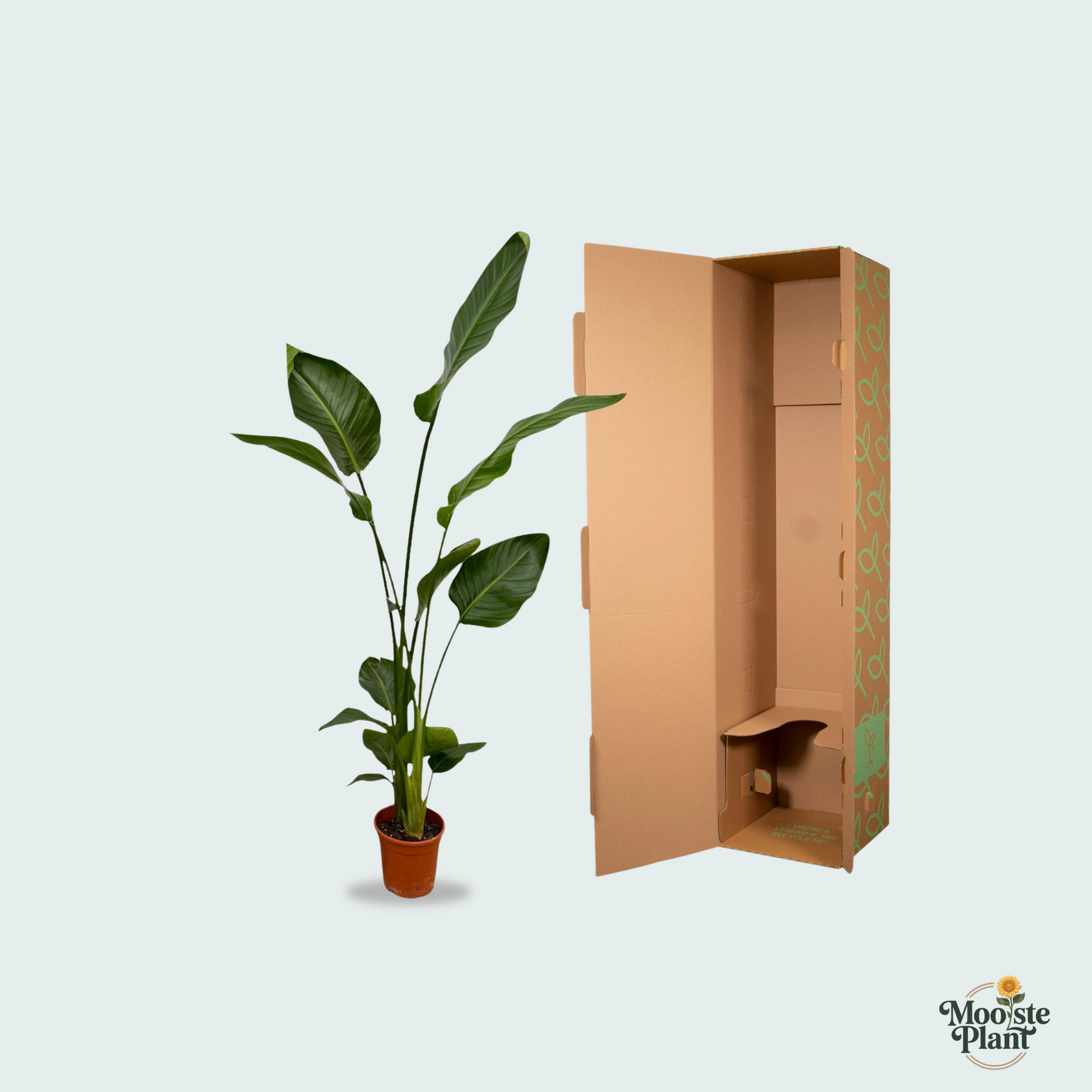 Strelitzia Nicolai kopen