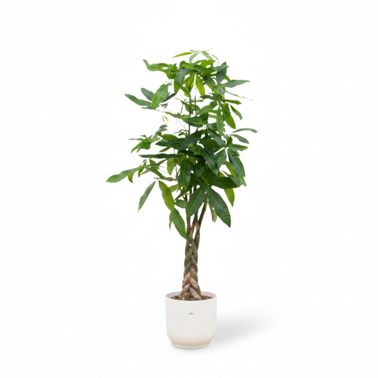 Pachira Aquatica