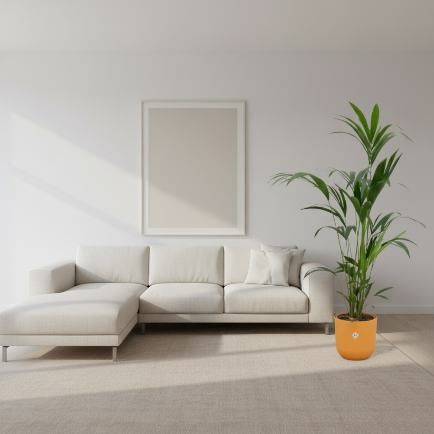 Kentia palm