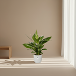 Spathiphyllum Bingo