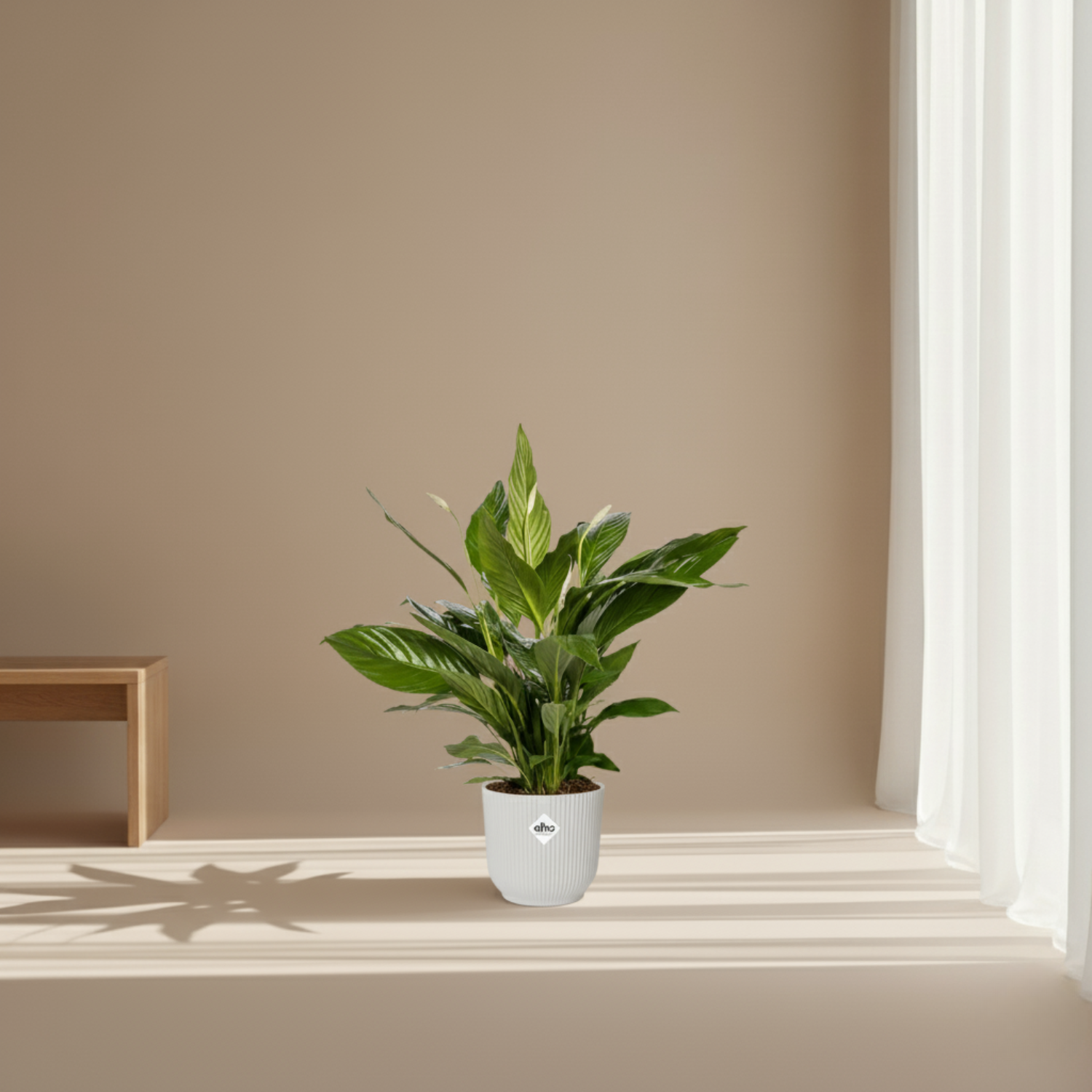 Spathiphyllum Bingo
