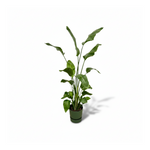  Strelitzia Nicolai