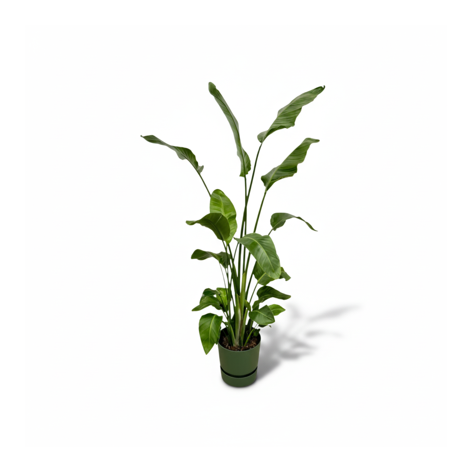  Strelitzia Nicolai