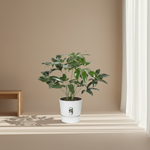 Philodendron kopen