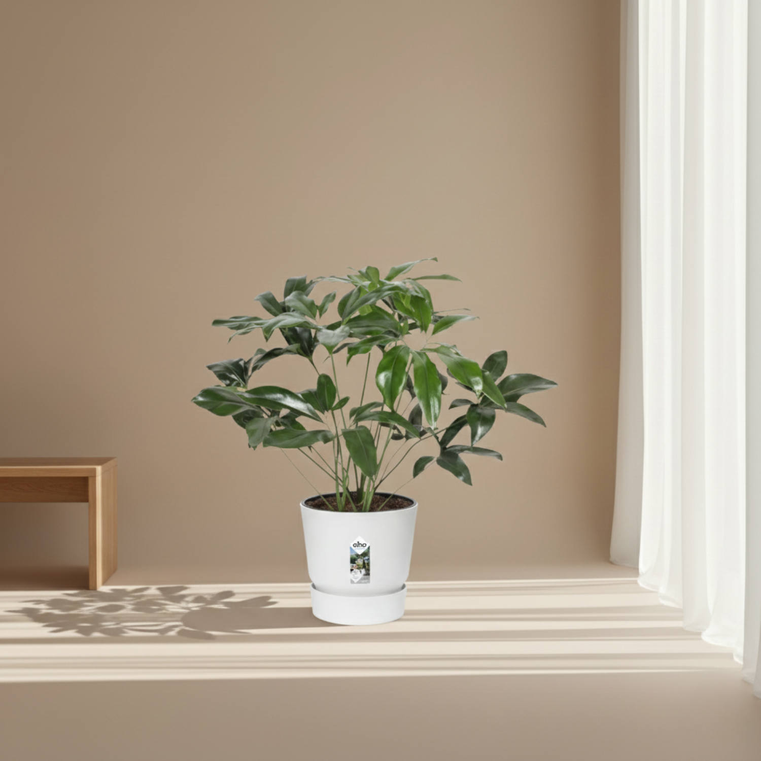 Philodendron kopen