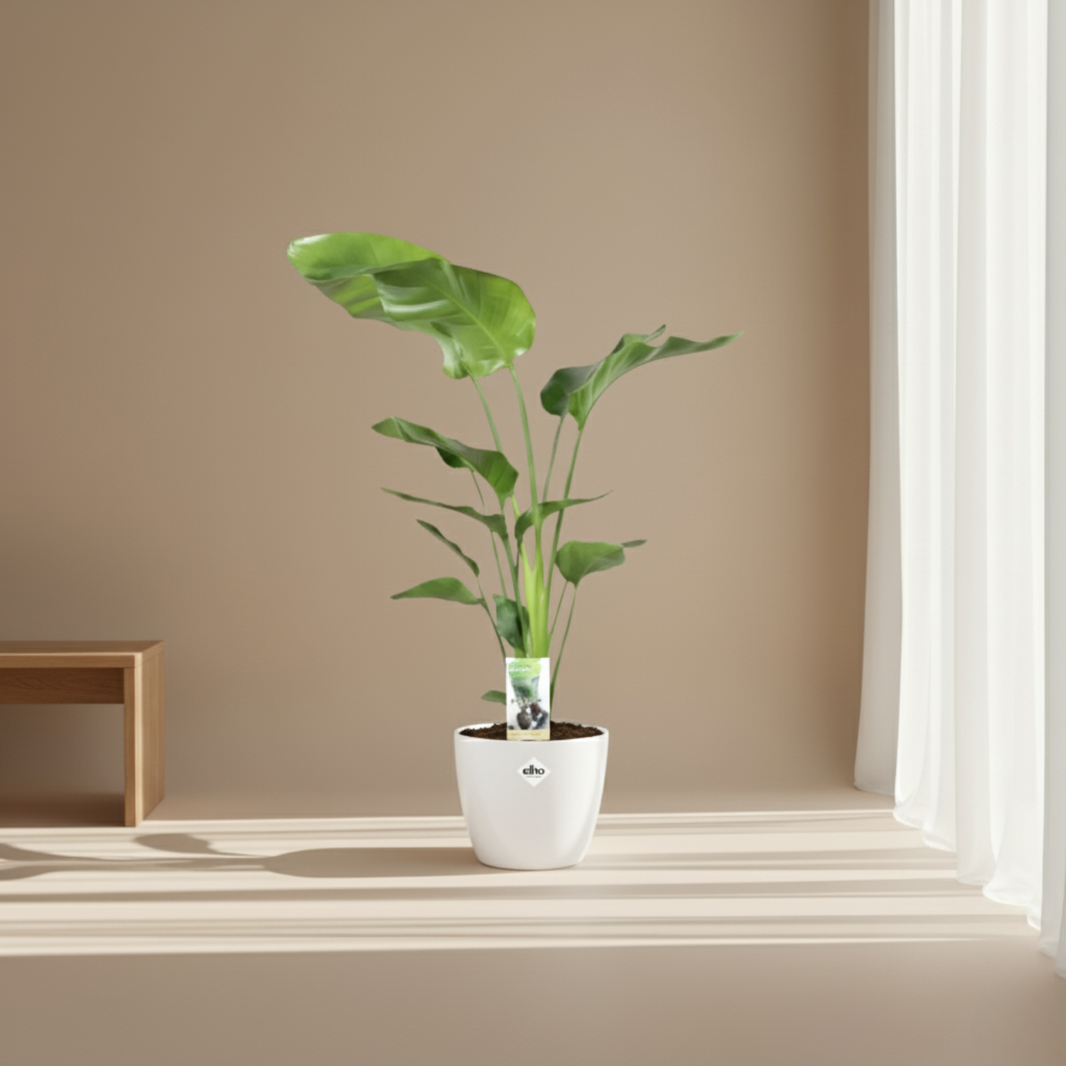 Strelitzia Nicolai 