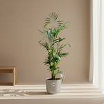 Kentia Palm