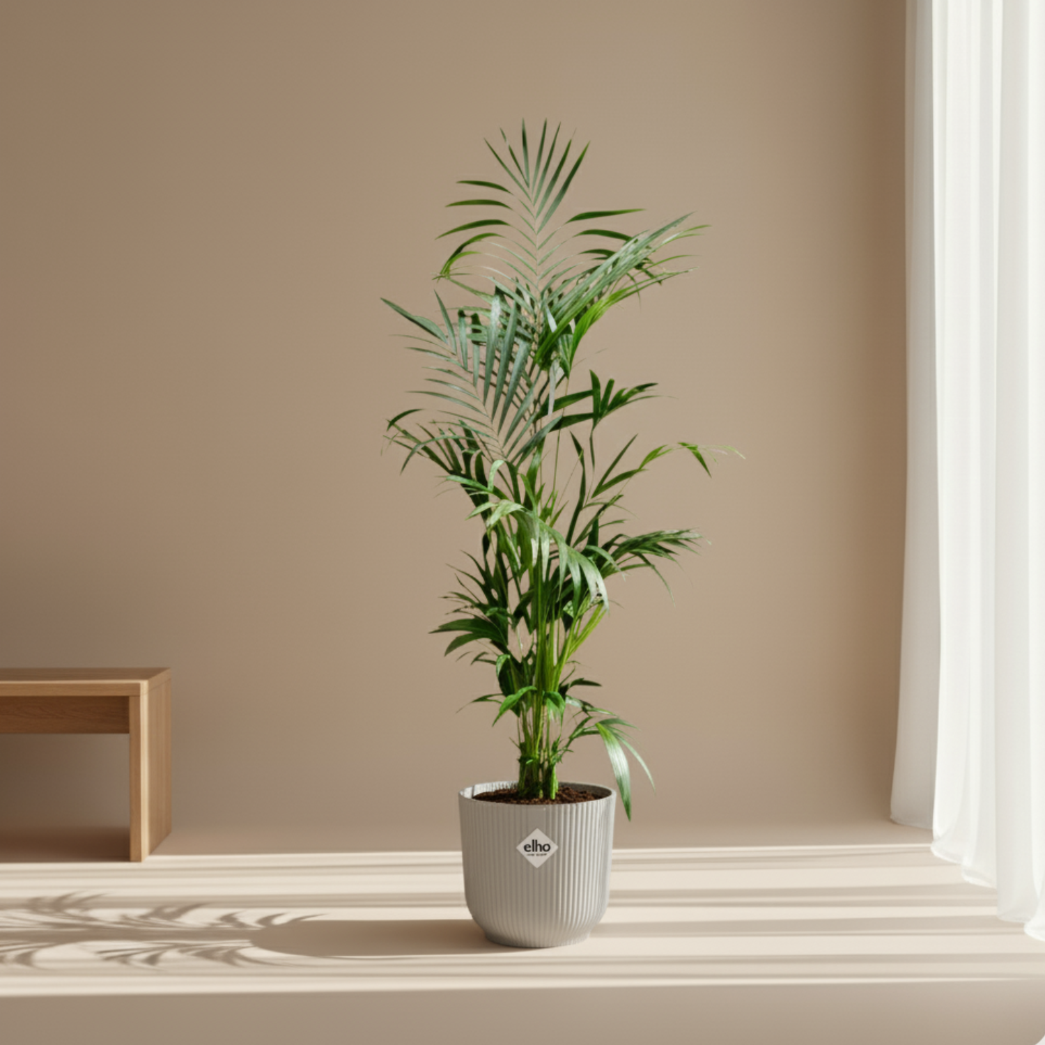 Kentia Palm