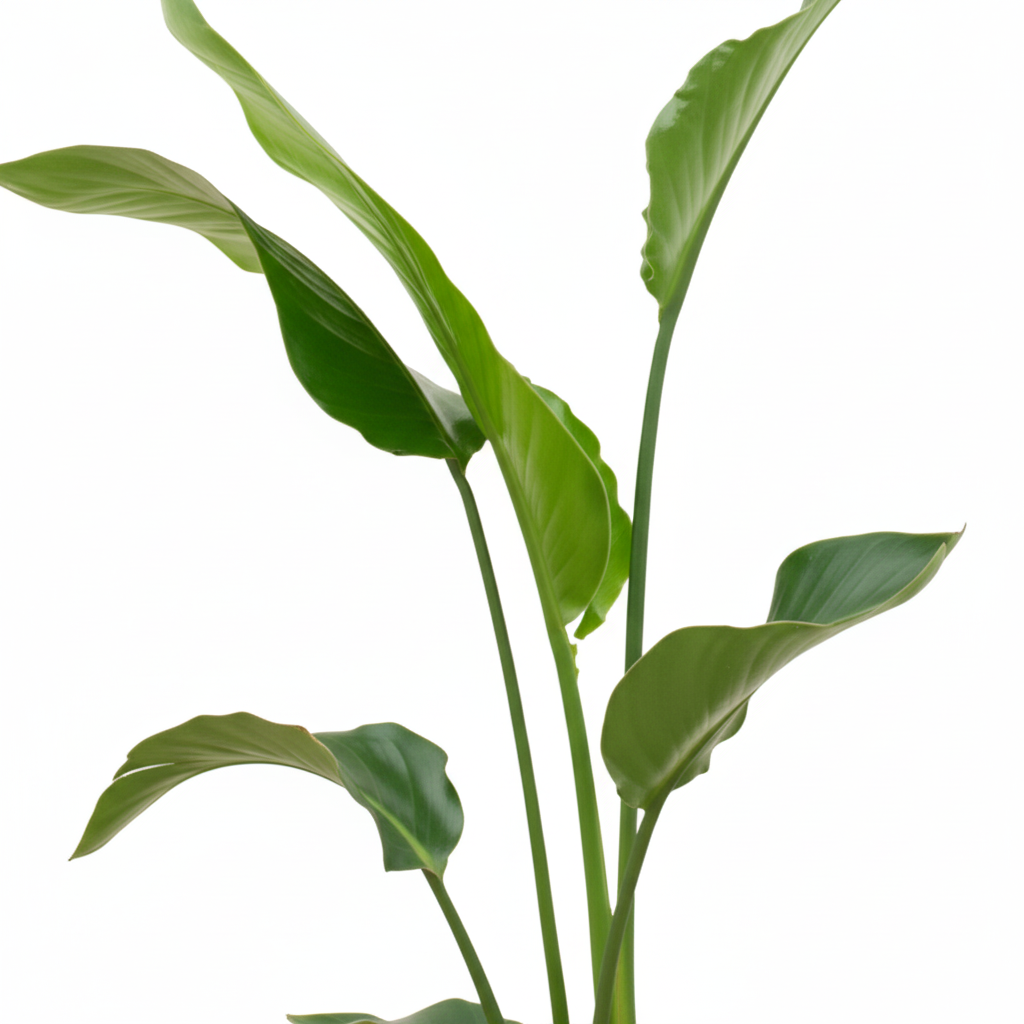 Strelitzia Nicolai