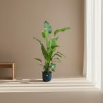 Strelitzia Nicolai