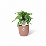 Monstera Monkey Leaf 