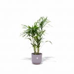Kentia palm kopen