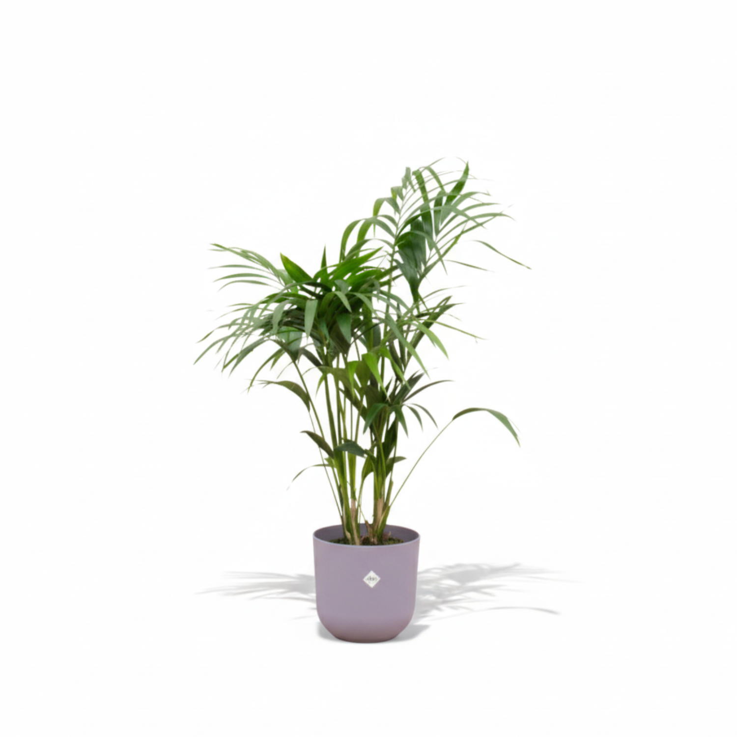 Kentia palm kopen