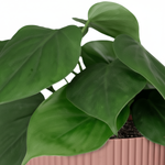 Philodendron Scandens kopen
