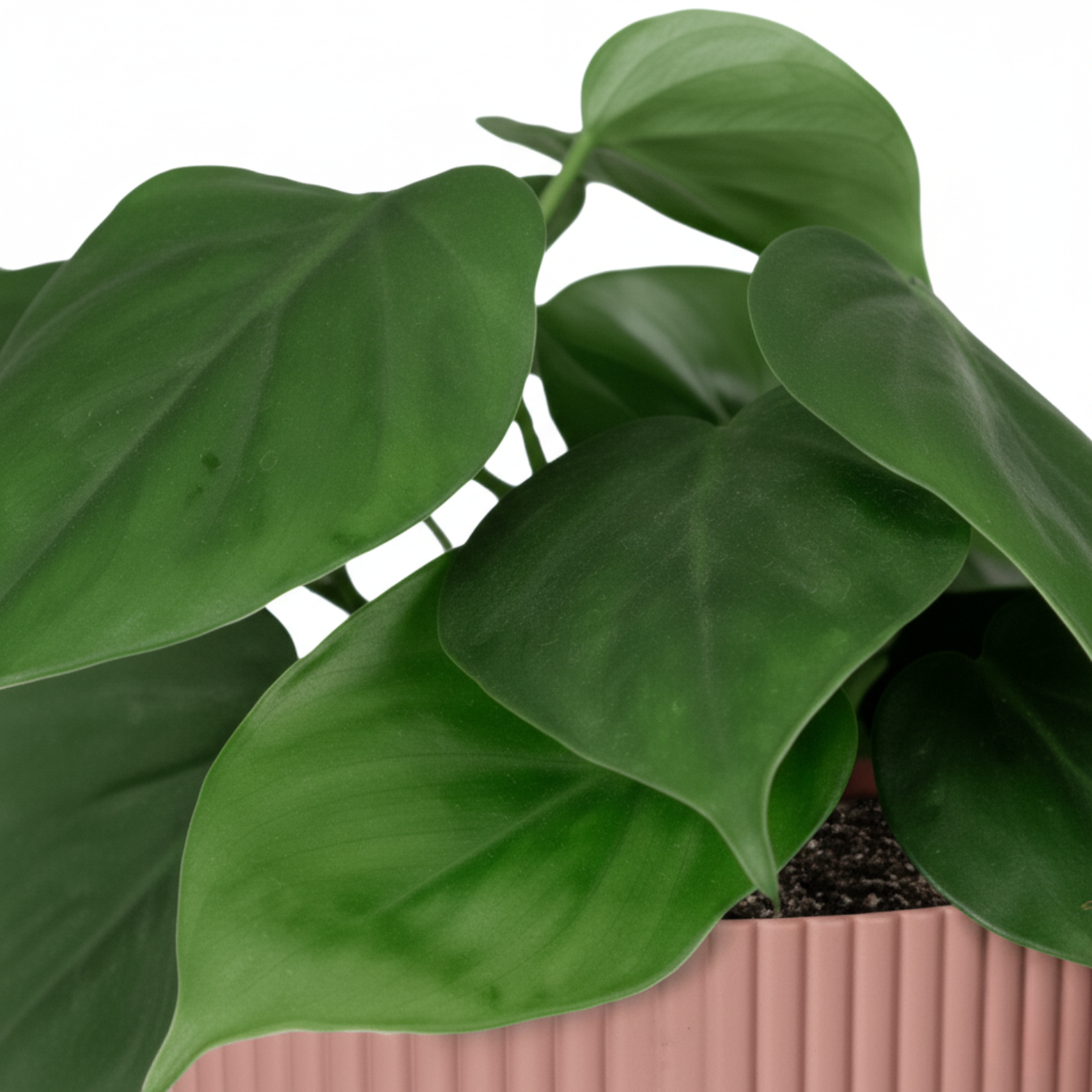 Philodendron Scandens kopen