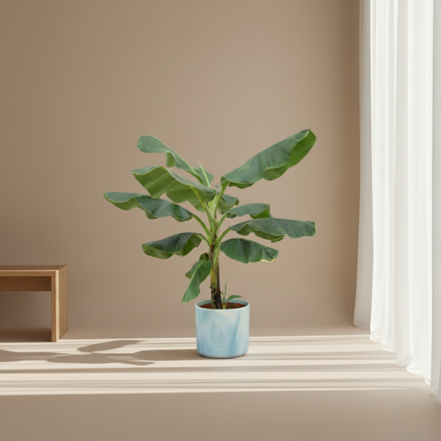  Bananenplant kopen