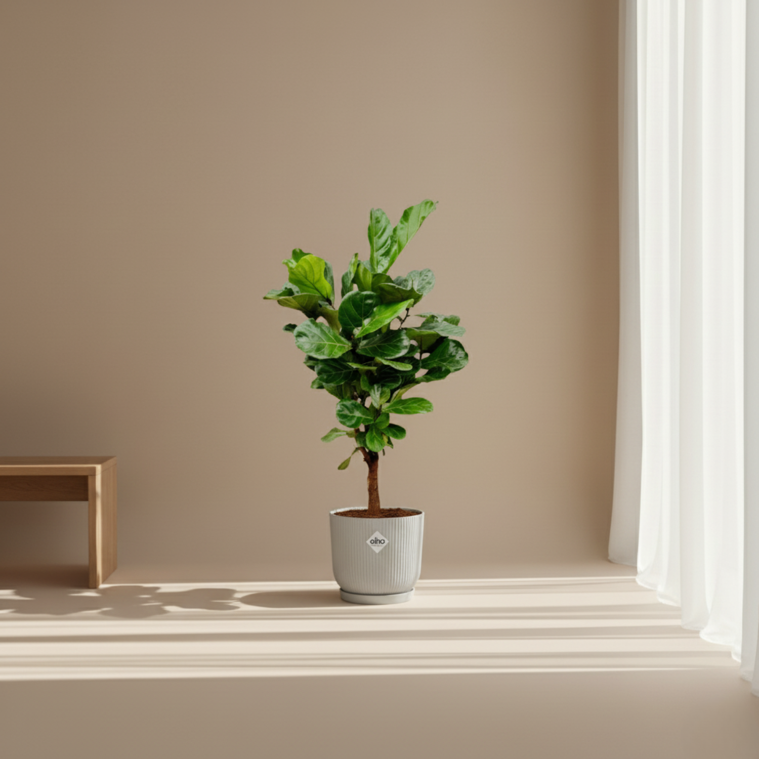 Ficus Lyrata