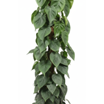 Philodendron Scandens mosstok 