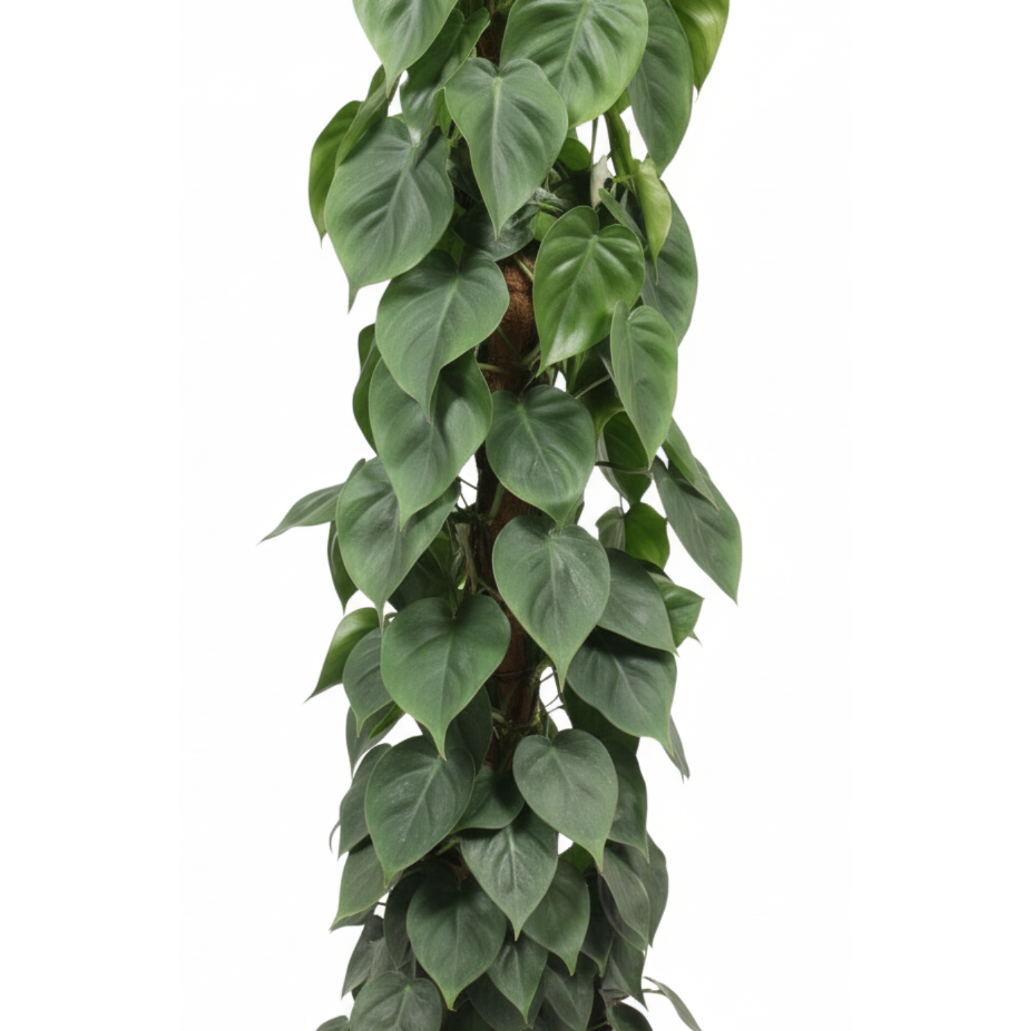 Philodendron Scandens mosstok 