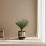 Yucca Rostrata 