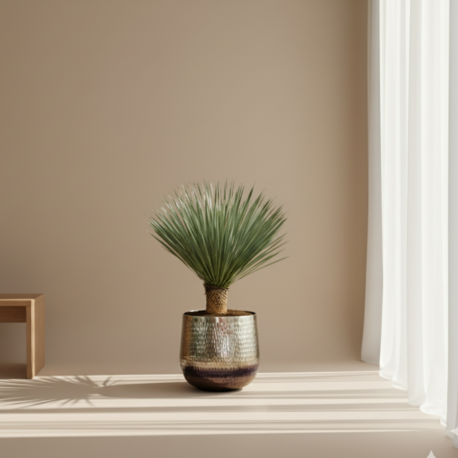 Yucca Rostrata 