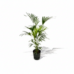 Kentia palm