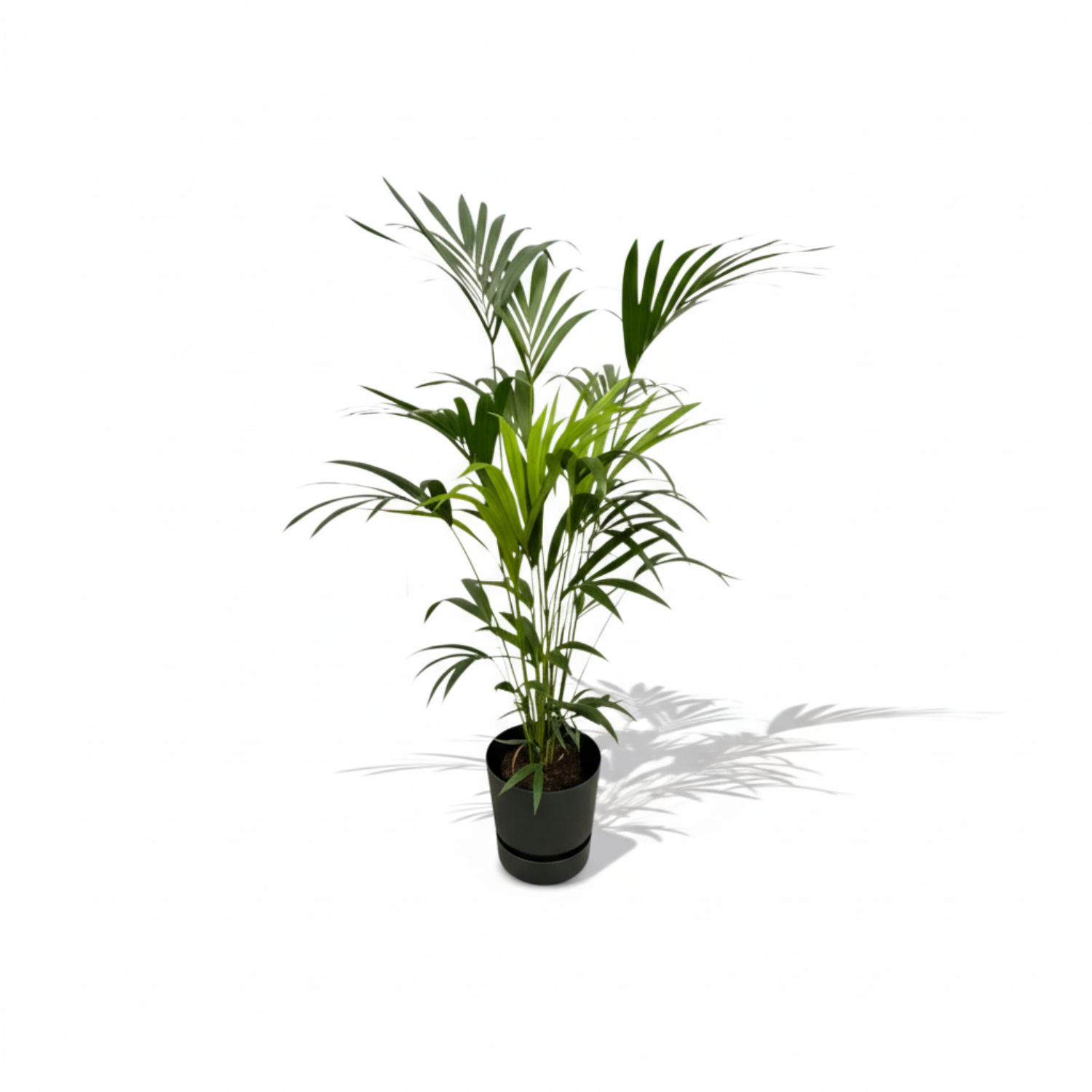 Kentia palm