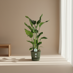 Strelitzia Nicolai