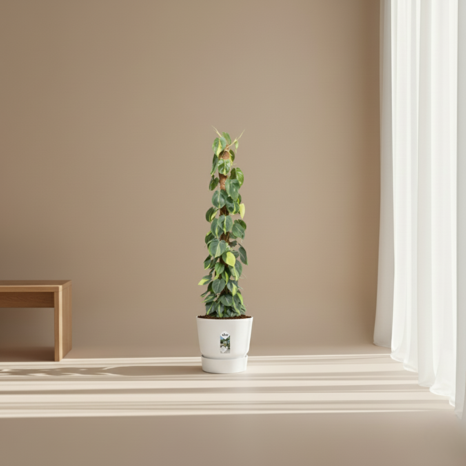 Philodendron Scandens kopen