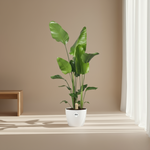 Strelitzia Nicolai