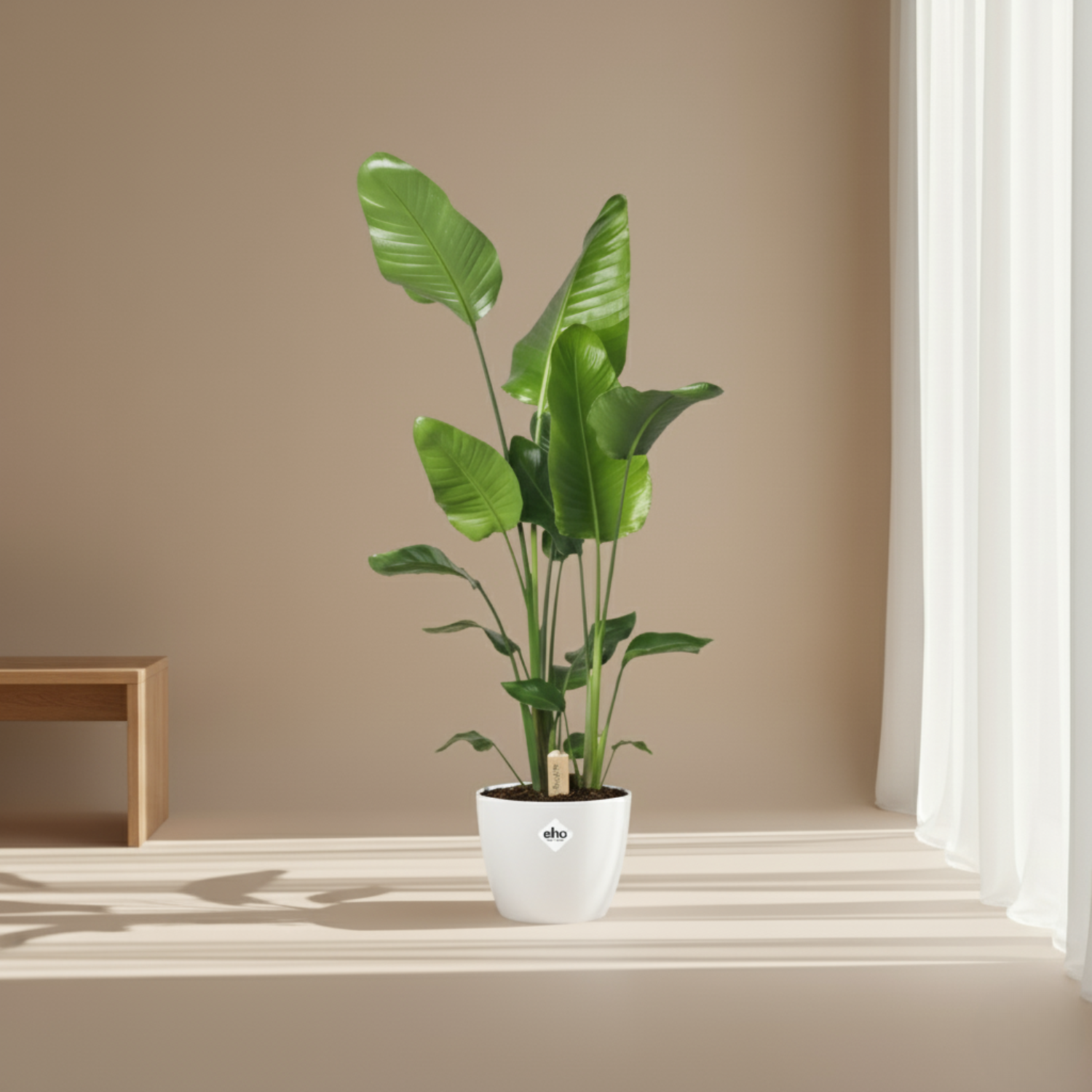 Strelitzia Nicolai