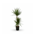 Dracaena Marginata kopen