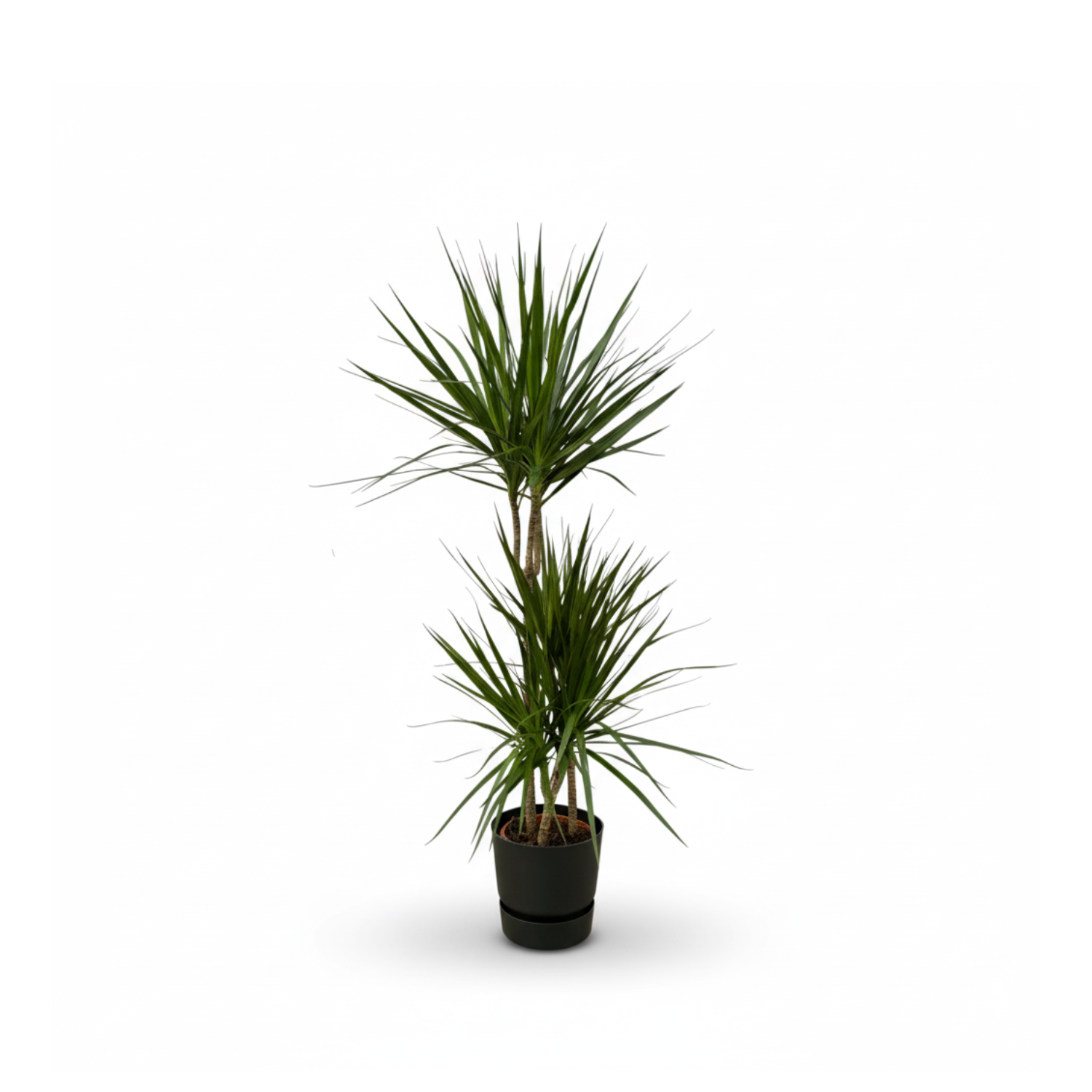 Dracaena Marginata kopen