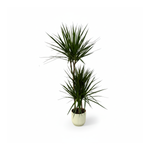 Dracaena Marginata kopen
