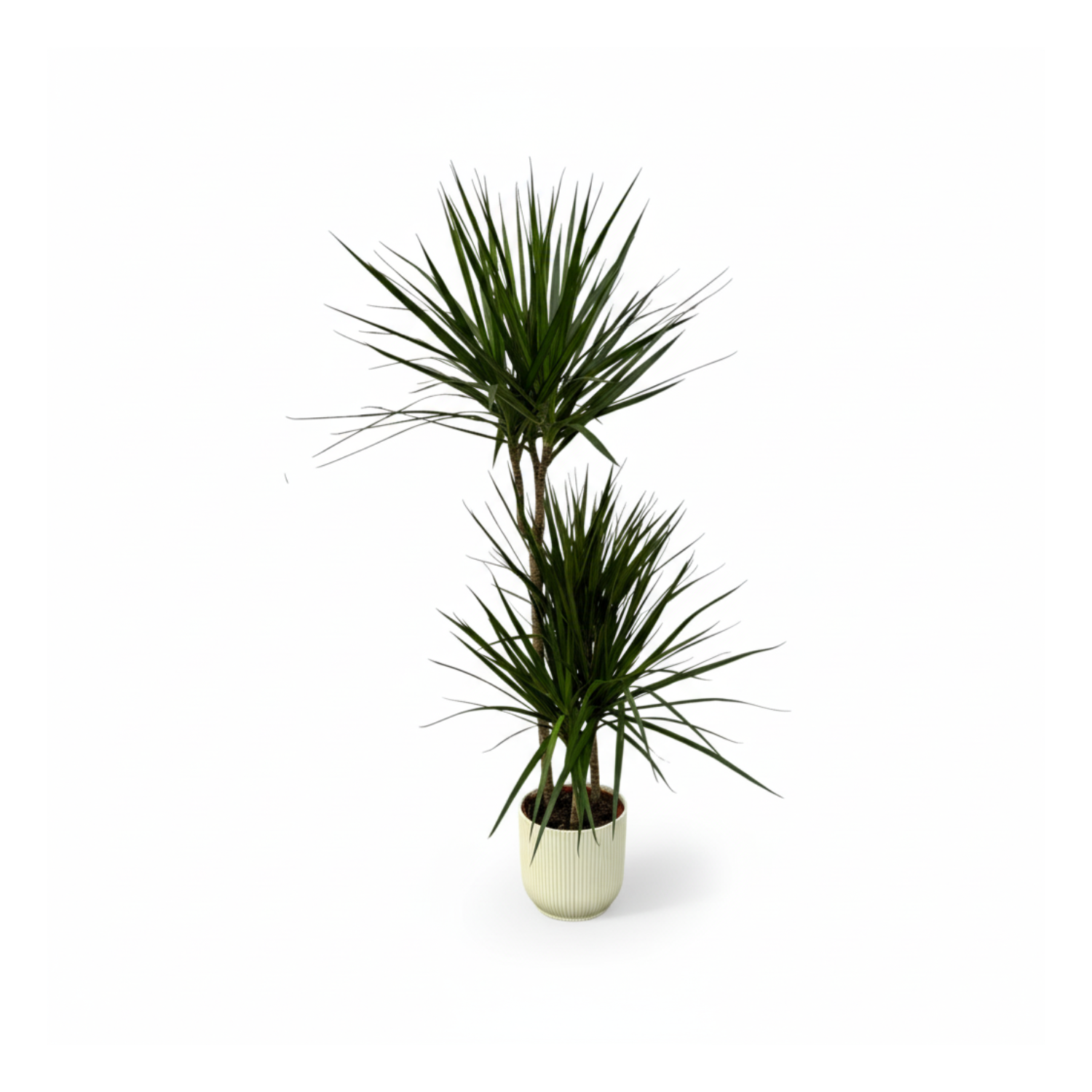 Dracaena Marginata kopen