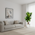 Ficus Lyrata