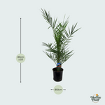 Phoenix Canariensis kopen
