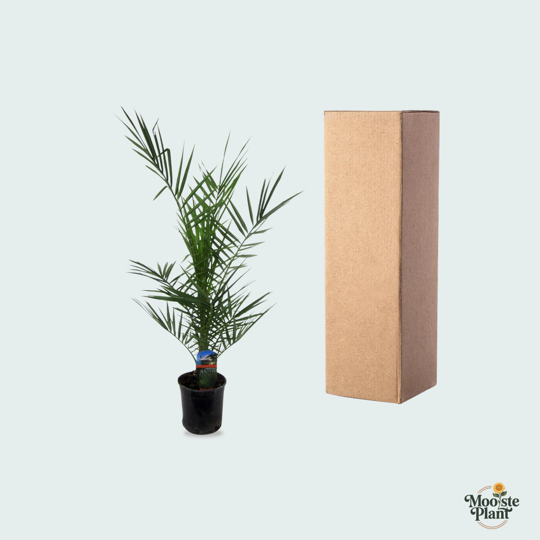 Phoenix Canariensis kopen