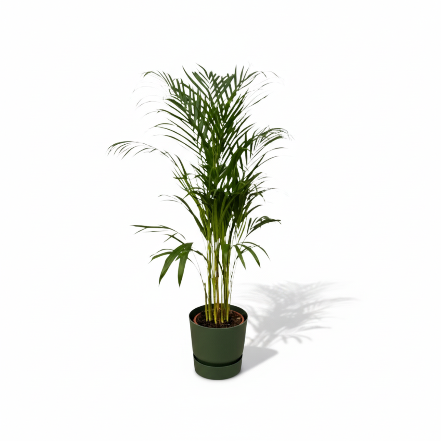 Areca palm 