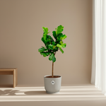 Ficus Lyrata Boom